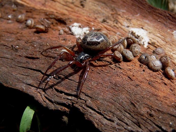 steatoda (forse)...sarda!